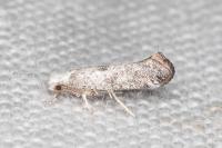 Paraswammerdamia albicapitella