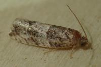 Gypsonoma aceriana