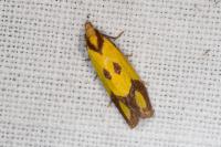 Agapeta zoegana