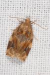 Archips xylosteana
