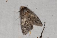 Cossus cossus
