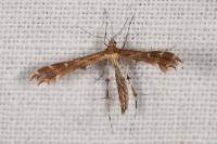 Oxyptilus