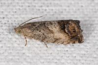 Cydia splendana