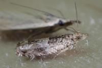 Epinotia demarniana