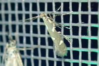 Calybites phasianipennella