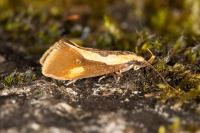 Harpella forficella