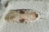 Agonopterix alstroemeriana