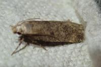 Pexicopia malvella