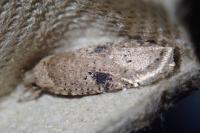 Agonopterix propinquella
