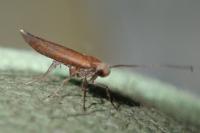 Zelleria hepariella