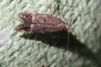 Monochroa sepicolella