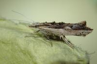 Ypsolopha scabrella