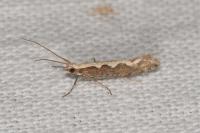 Plutella xylostella