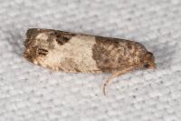 Spilonota ocellana