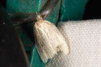Tortrix viridana
