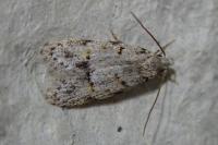Symmoca signatella