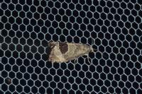 Notocelia uddmanniana