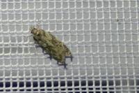 Gelechia muscosella