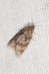 Cnephasia