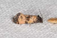 Cochylichroa atricapitana
