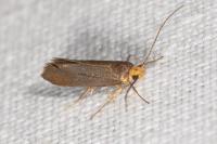 Crassa unitella