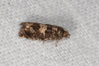 Epiblema costipunctana