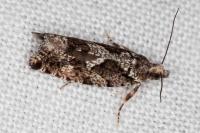 Zeiraphera isertana