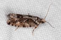 Zeiraphera isertana