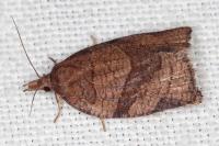 Pandemis dumetana