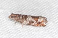Ancylis achatana