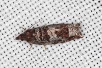 Ancylis achatana
