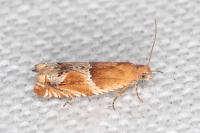 Ancylis obtusana