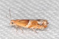 Ancylis obtusana