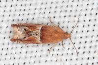 Ancylis obtusana