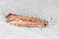 Bactra venosana