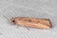 Bactra venosana