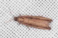 Bactra venosana