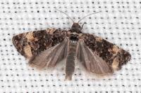 Endothenia