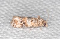Lobesia botrana
