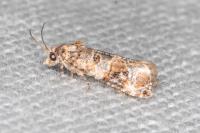Lobesia botrana