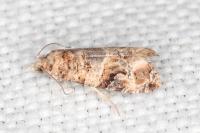 Lobesia botrana