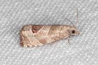 Notocelia uddmanniana