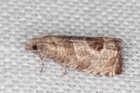Notocelia uddmanniana