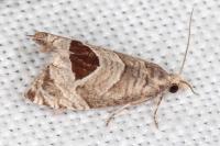 Notocelia uddmanniana