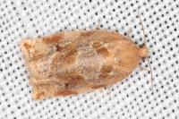 Archips xylosteana