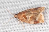 Archips xylosteana