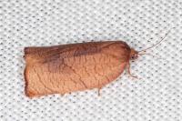 Cacoecimorpha pronubana