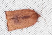Cacoecimorpha pronubana