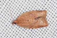 Clepsis consimilana