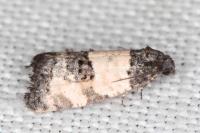 Propiromorpha rhodophana